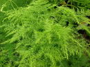 Sprengeri Fern